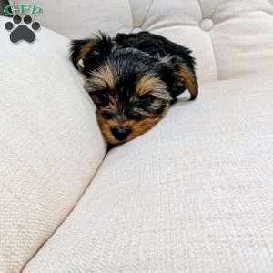 Raya, Yorkie Puppy